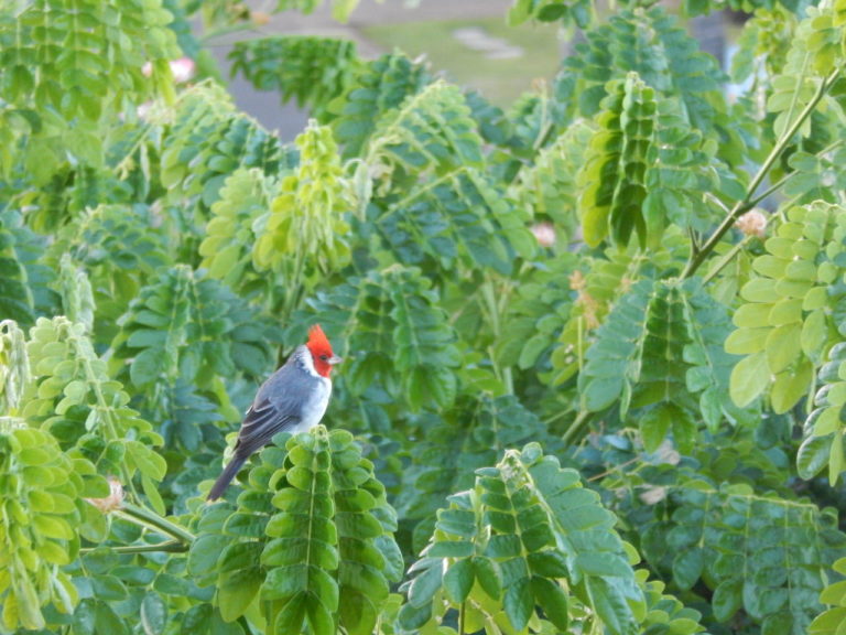 For The Birds–
