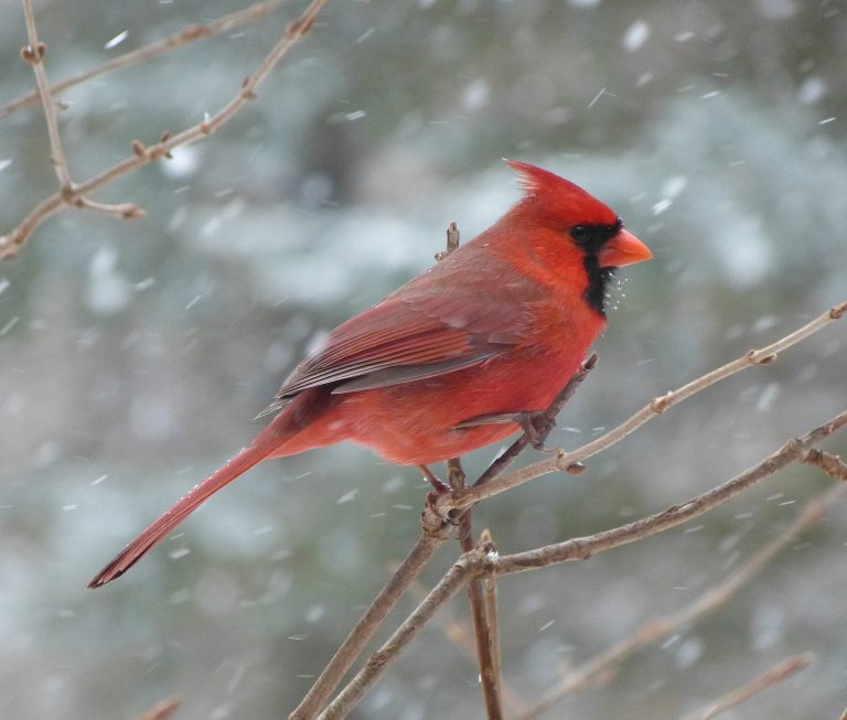 Cardinals In The Snow
