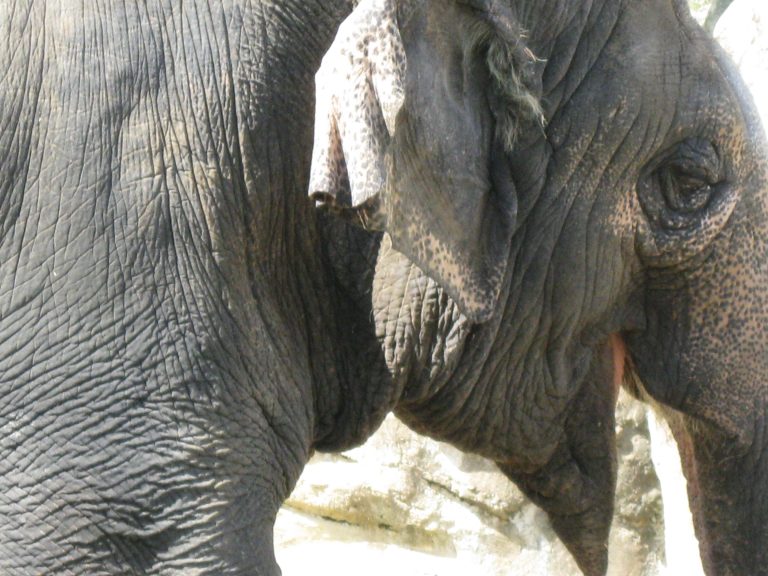 The Elephant In The Room
