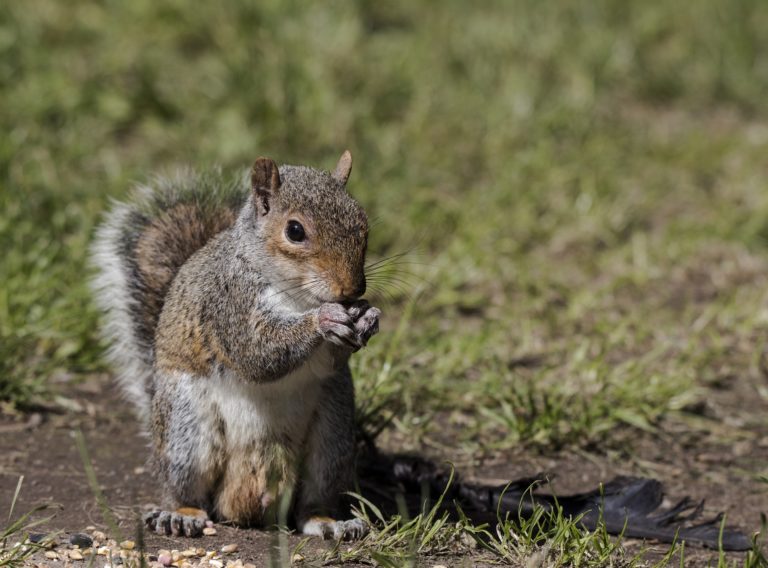 Thinking About Squirrels