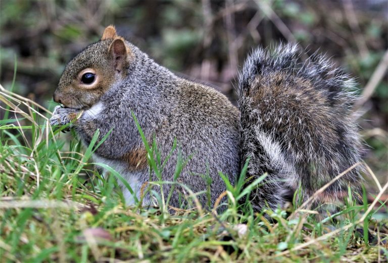The Squirrels’s Conversation