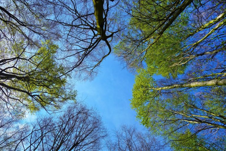 Thinking With The Trees