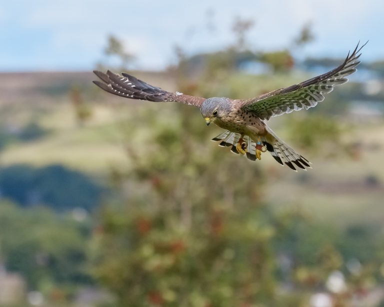 The Kestrel
