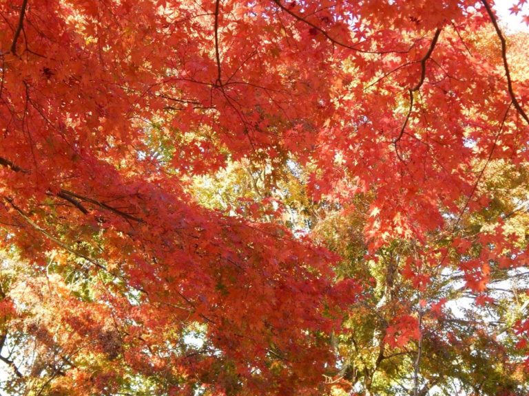 The Maple Tree