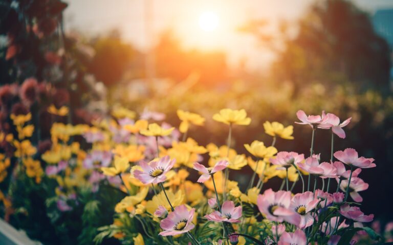 Take Joy in Spring