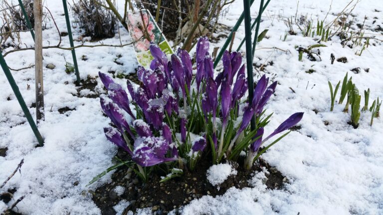 Spring Forward