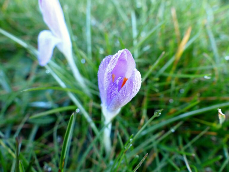 February is a Trickster