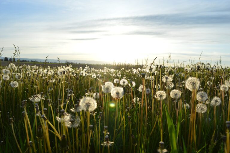 Dandelion Memory