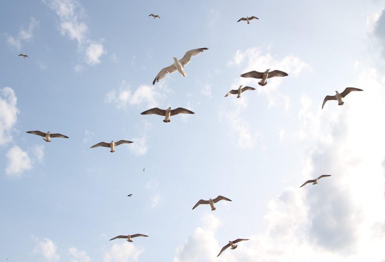 For the Birds