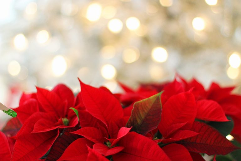 Merry Christmas & Joyful Holidays to all!