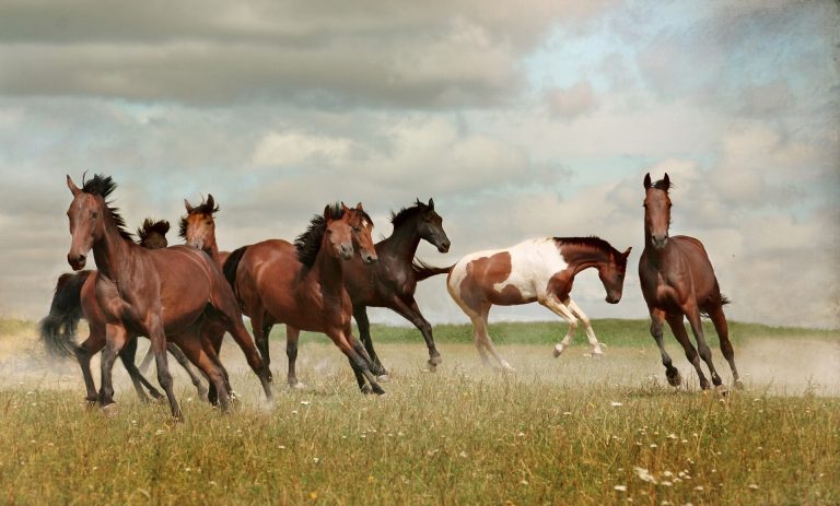 Running With Wild Horses