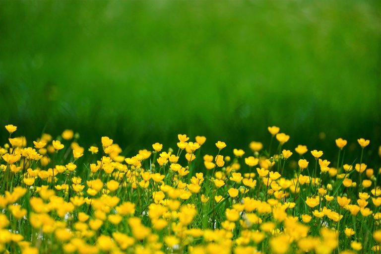 Spring