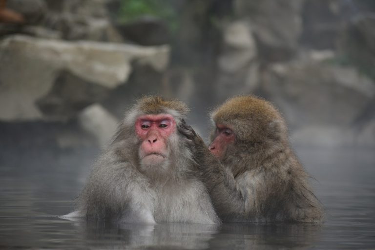Living With The Wild Things