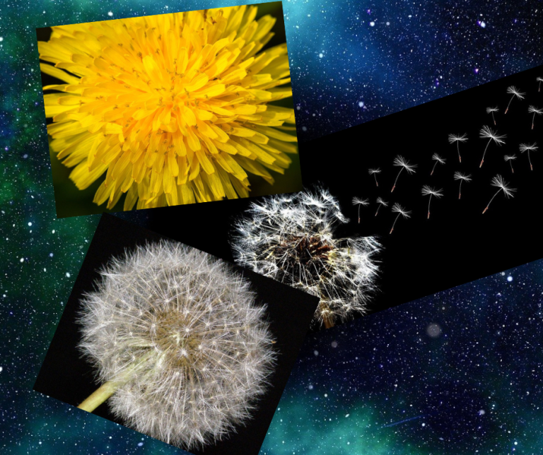 Dandelion Universe