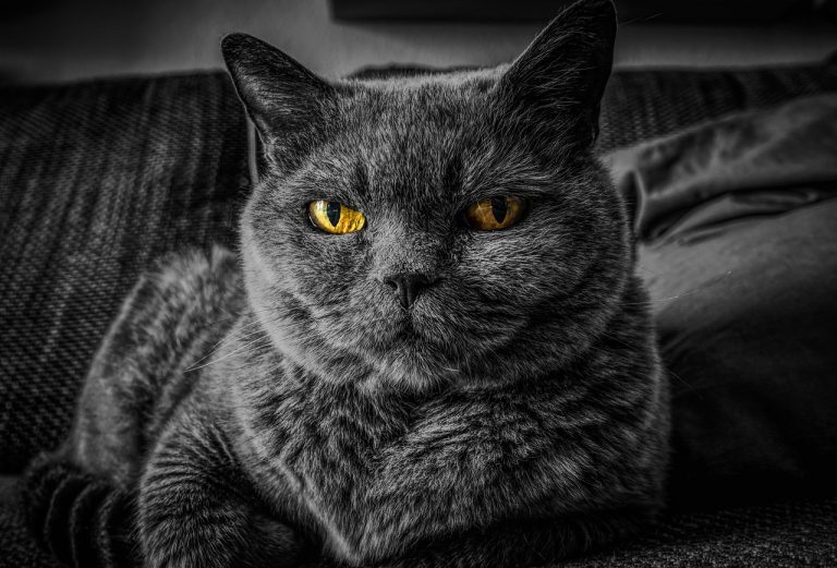 The Cat With Gold Eyes