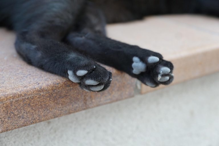 I Let Sleeping Cats Lie