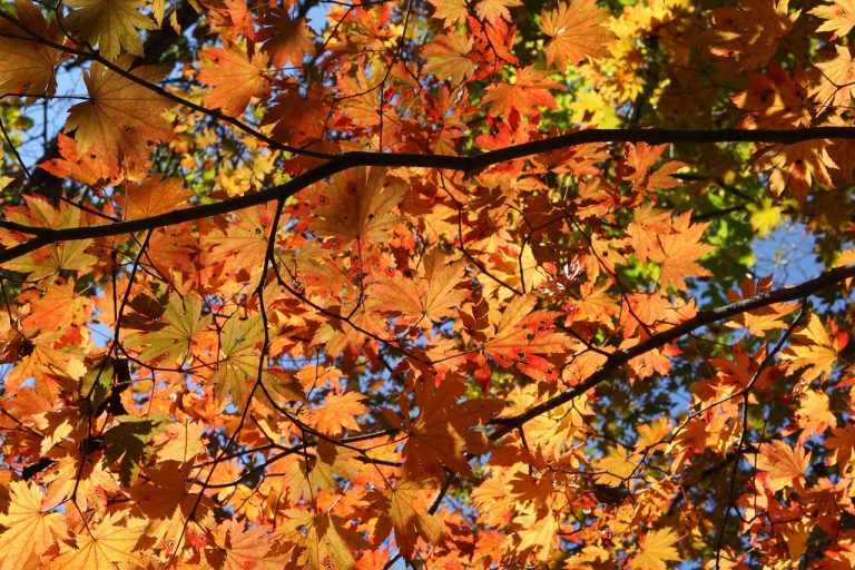 Autumn Contemplation